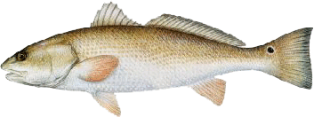 Fish Identification  South Louisiana Redfishing