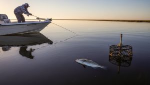 Tripletail Fishing Guide Louisiana: The Ultimate Sight-Fishing Adventure (2026)