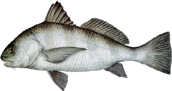 Black drum identification for Vermilion Bay fishing