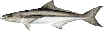Cobia identification for seasonal Louisiana nearshore fishing