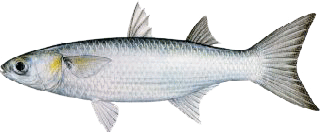 Fantail mullet identification for Louisiana coastal waters