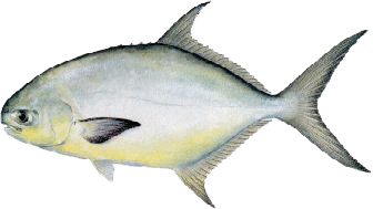 Florida pompano identification for Louisiana coastal fishing