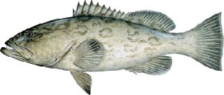 Gag grouper identification for Louisiana nearshore fishing