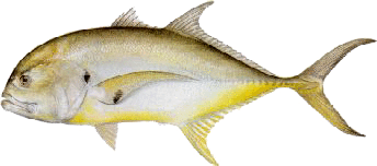 Jack crevalle identification for South Louisiana fishing