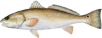 Red drum fish identification for Louisiana redfish charters