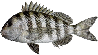Sheepshead identification for South Louisiana inshore fishing