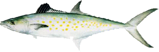 Spanish mackerel identification for Louisiana nearshore trips