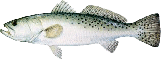 Spotted seatrout identification for Louisiana fishing charters