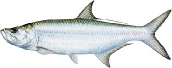 Tarpon identification for Louisiana coastal fishing