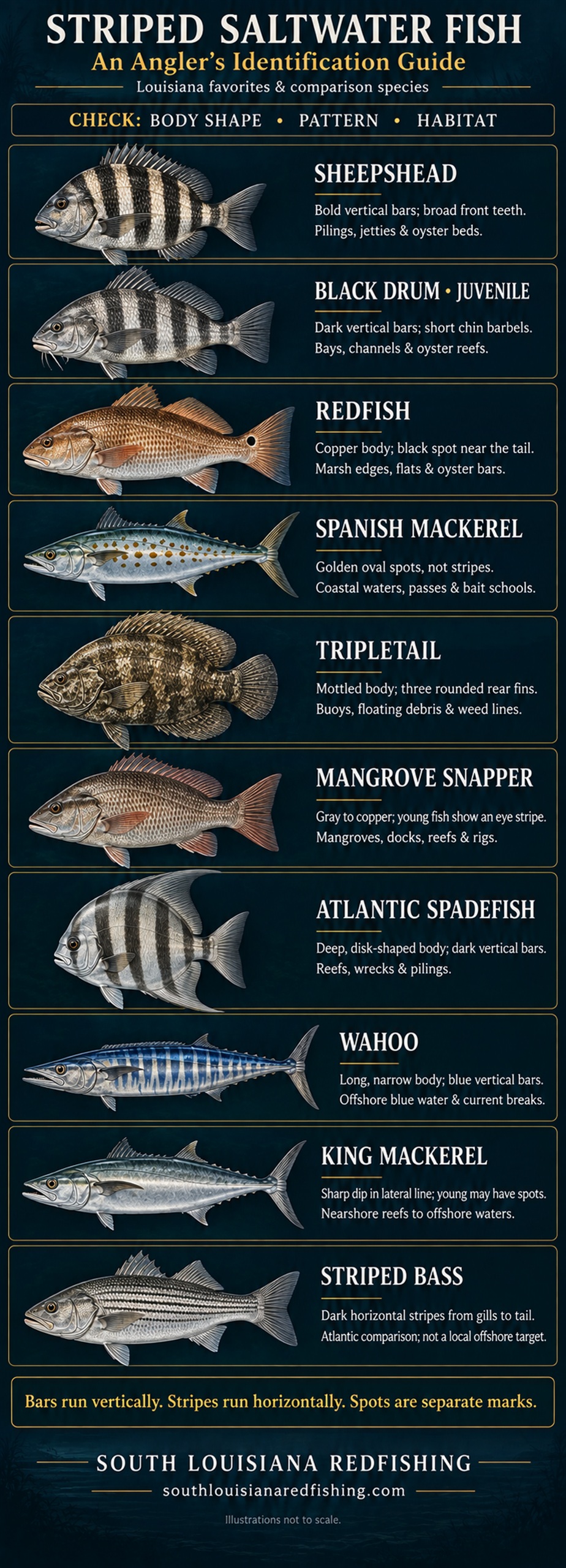 Striped Saltwater Fish: An Angler's Identification Guide